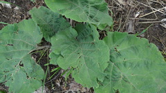 Arctium lappa