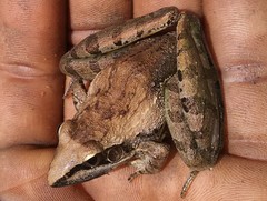 Ptychadena anchietae