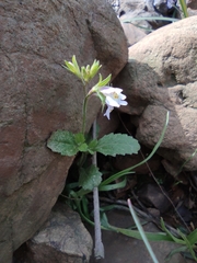 Mazus stachydifolius