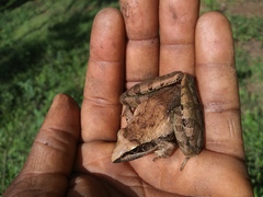 Ptychadena anchietae