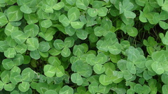 Trifolium repens