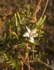 Philotheca queenslandica