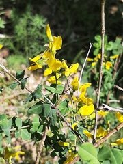 Cytisophyllum sessilifolium