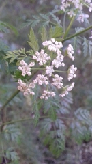 Apioideae
