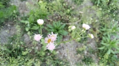Erigeron philadelphicus