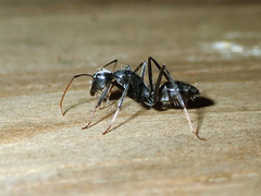 Camponotus gambeyi