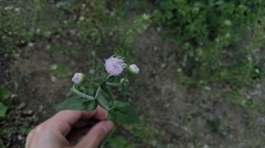 Erigeron philadelphicus