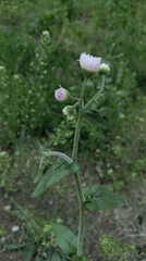 Erigeron philadelphicus