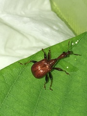 Paracycnotrachelus