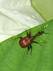 Paracycnotrachelus