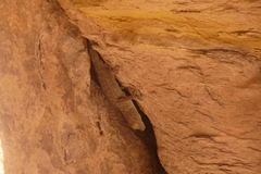 Ptyodactylus guttatus