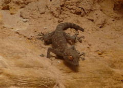 Ptyodactylus guttatus