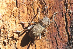 Athemistus bituberculatus