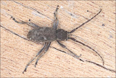 Athemistus bituberculatus