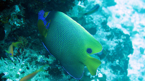 Blueface Angelfish — seen at this dive site