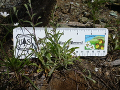 Lessingia micradenia micradenia