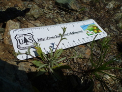 Lessingia micradenia micradenia