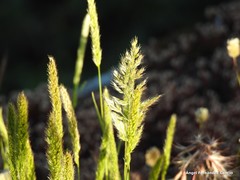Trisetaria panicea