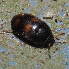Litargus