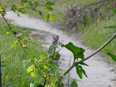 Oryctolagus cuniculus