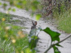 Oryctolagus cuniculus