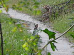 Oryctolagus cuniculus