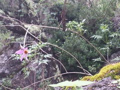 Dahlia scapigeroides