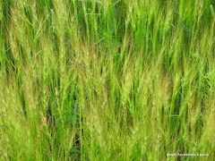 Aegilops triuncialis