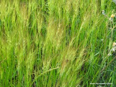 Aegilops triuncialis