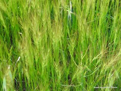 Aegilops triuncialis