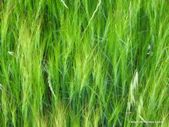 Aegilops triuncialis