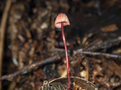 Mycena toyerlaricola