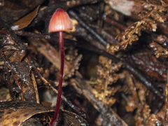 Mycena toyerlaricola