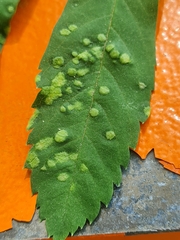 Eriophyes pyri