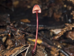 Mycena toyerlaricola