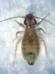 Trogium pulsatorium