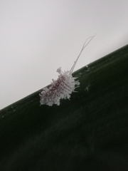 Insecta