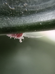 Insecta