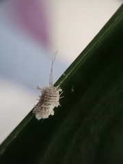 Insecta