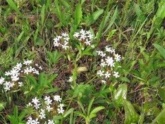 Valerianella longiflora