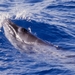 Pikkuvalas - Photo (c) WoRMS for SMEBD, osa oikeuksista pidätetään (CC BY-NC-SA)