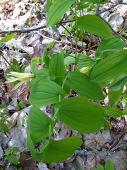 Uvularia