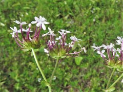 Valerianella longiflora