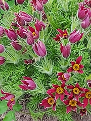 Pulsatilla vulgaris