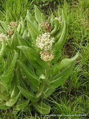 Asclepias notha