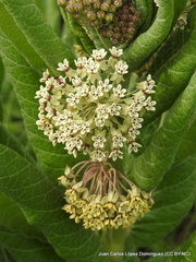 Asclepias notha