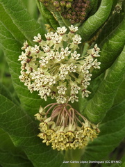 Asclepias notha