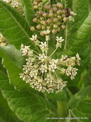 Asclepias notha