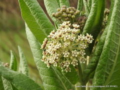 Asclepias notha