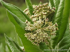 Asclepias notha